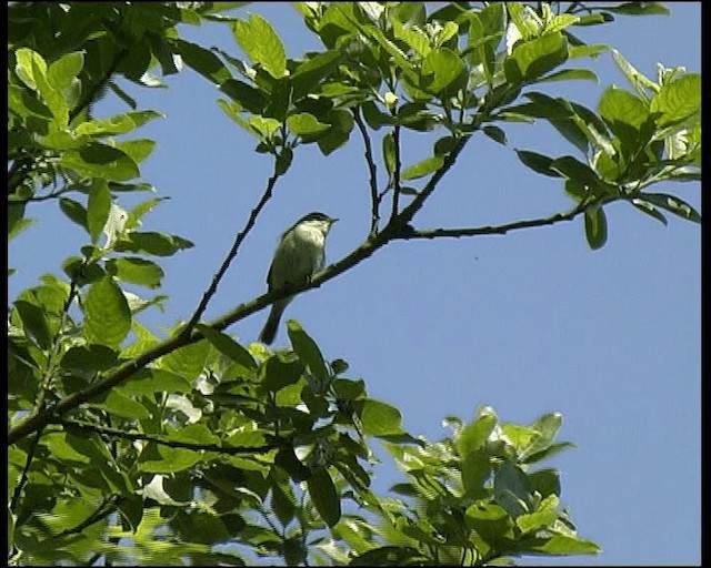 budníček větší - ML201121431