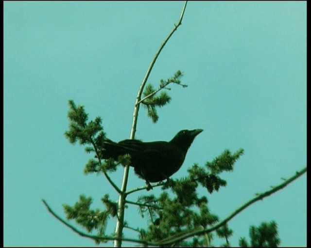 krkavec velký - ML201121441