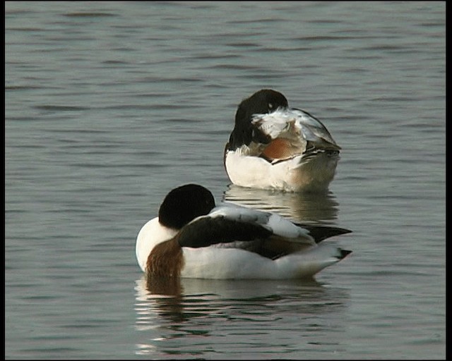 husice liščí - ML201121451