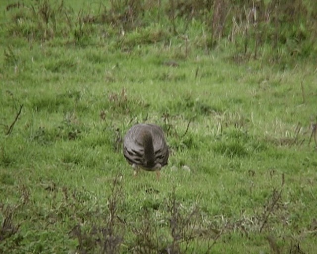 husa běločelá (ssp. albifrons) - ML201121461