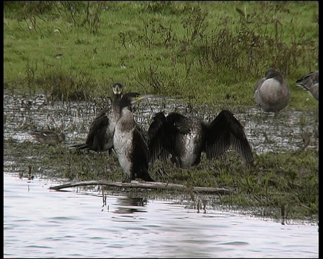 Great Cormorant - ML201121471