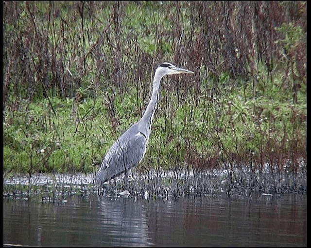 volavka popelavá (ssp. cinerea/jouyi) - ML201121481