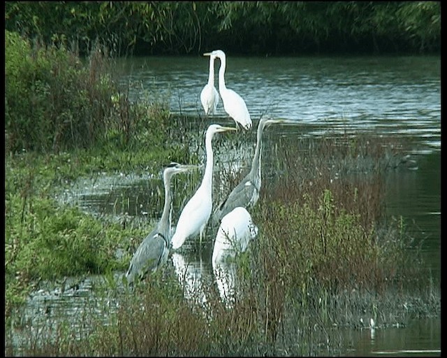volavka bílá (ssp. alba) - ML201121491