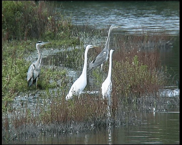 volavka bílá (ssp. alba) - ML201121501