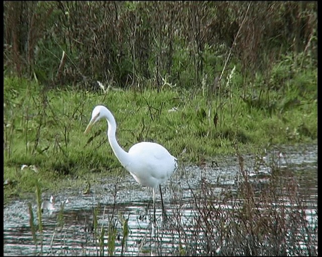 volavka bílá (ssp. alba) - ML201121511