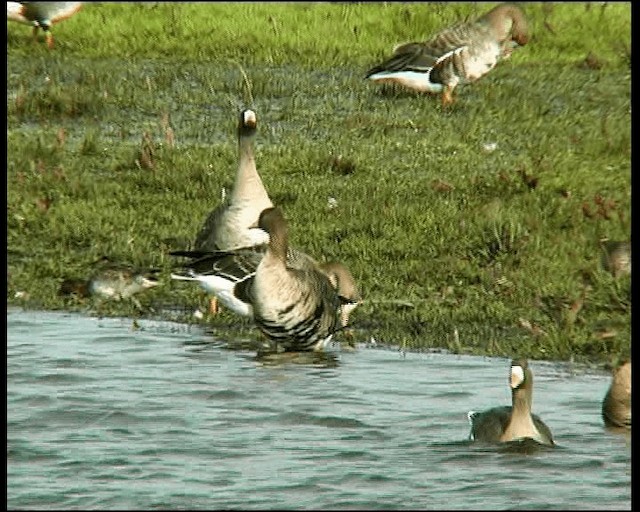 husa běločelá (ssp. albifrons) - ML201121521