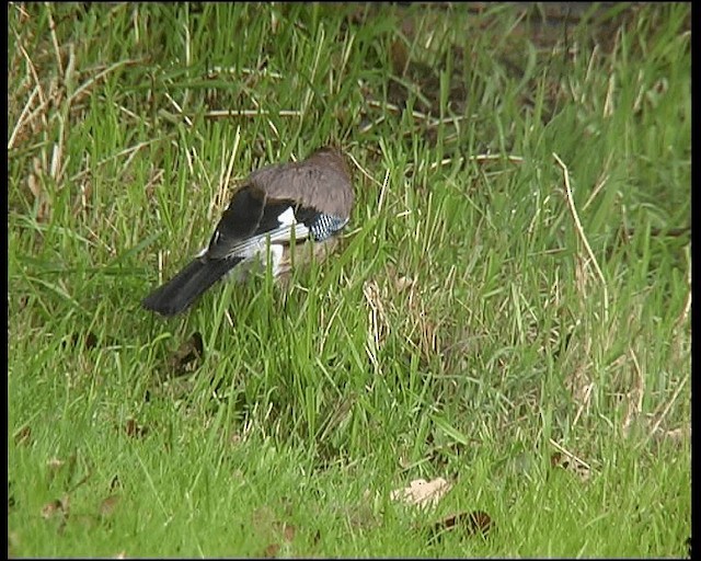 Eurasian Jay - ML201121541