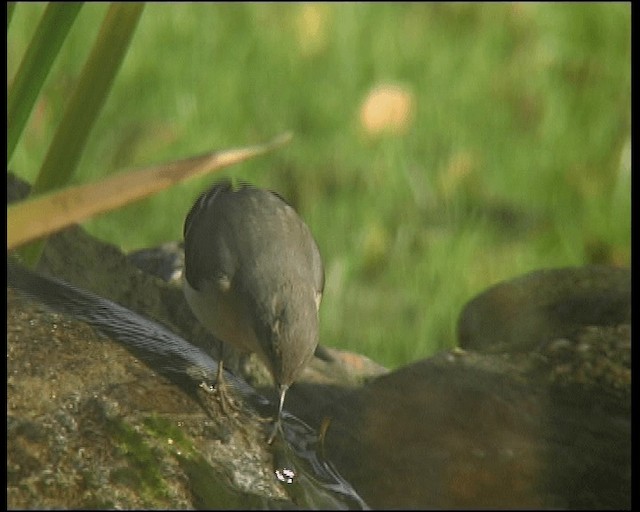 konipas horský - ML201121561