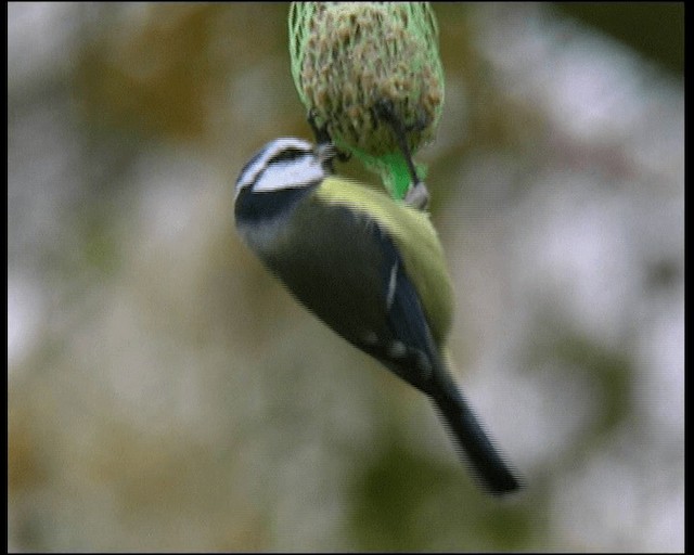 sýkora modřinka - ML201121581