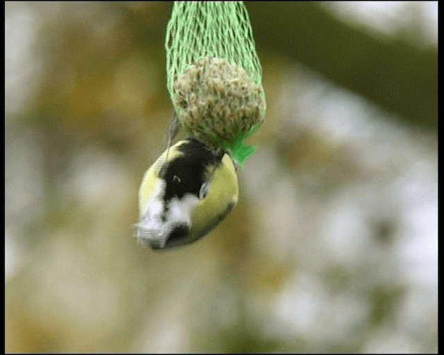 Great Tit - ML201121591