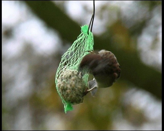 vrabec polní - ML201121601