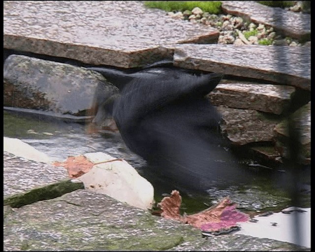 Eurasian Blackbird - ML201121611