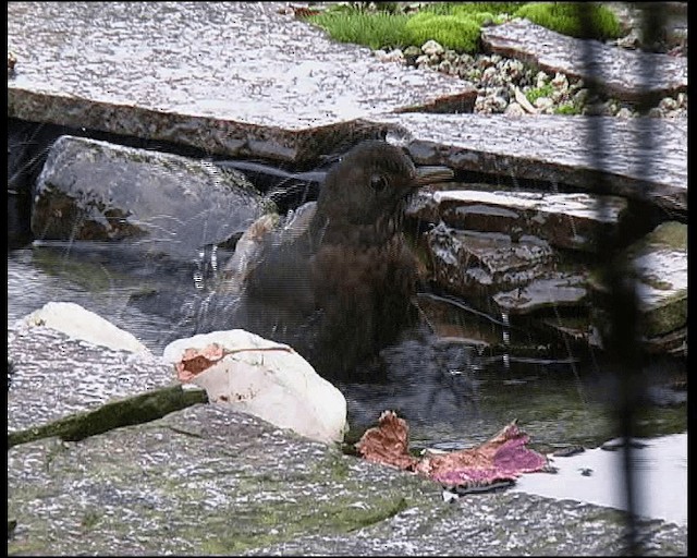 kos černý - ML201121621