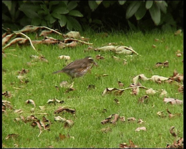 drozd cvrčala - ML201121631