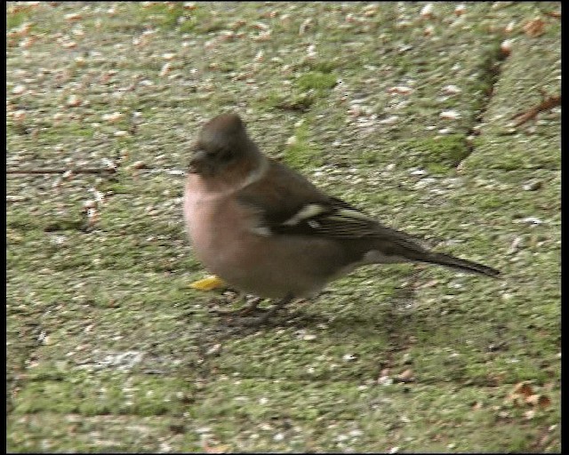 Common Chaffinch - ML201121641