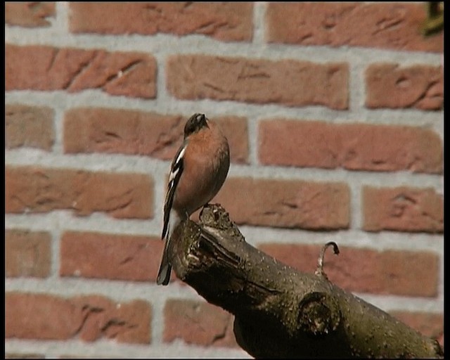 pěnkava obecná - ML201121681