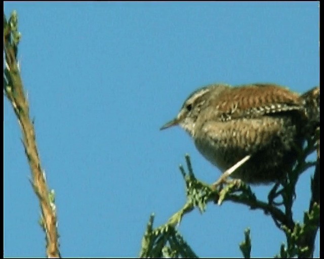 Eurasian Wren - ML201121691