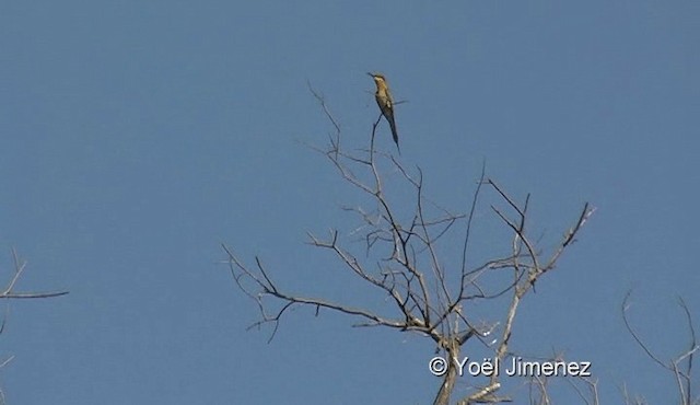 Blue-tailed Bee-eater - ML201121811