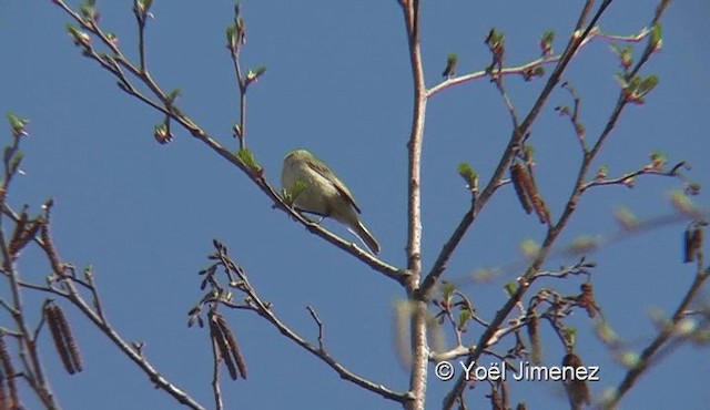 Mosquitero Común (grupo collybita) - ML201121861