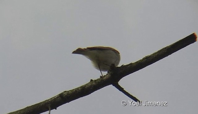 Mosquitero Musical - ML201121871