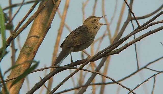 gresshoppesanger - ML201121921