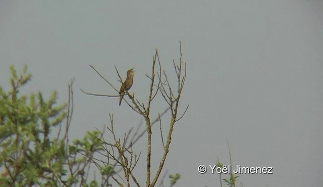 Savi's Warbler - ML201121941