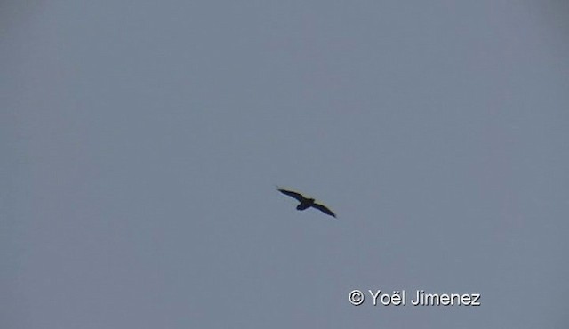 Common Raven - ML201122081