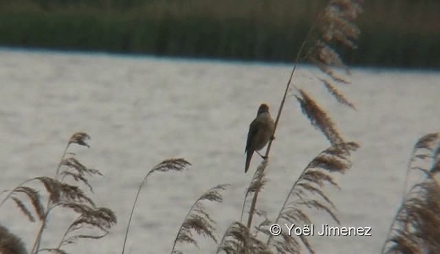 Great Reed Warbler - ML201122151