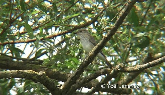 Papamoscas Gris (grupo striata) - ML201122181