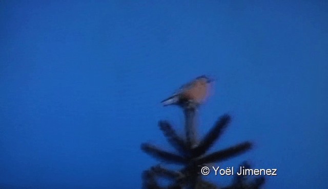 Red Crossbill - ML201122211