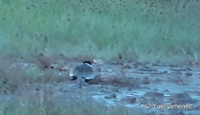 Spur-winged Lapwing - ML201122361