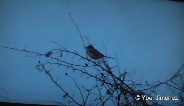 Woodchat Shrike - ML201122401