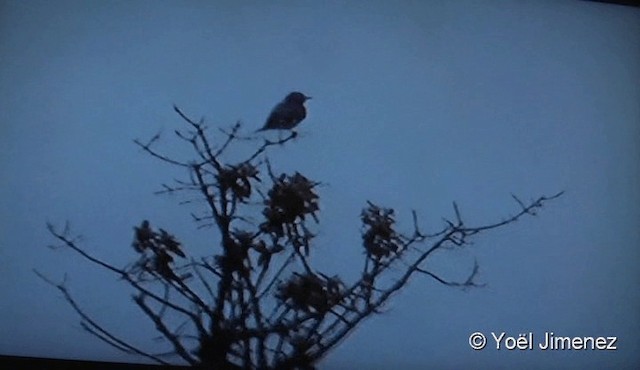 Streamer-tailed Tyrant - ML201122441