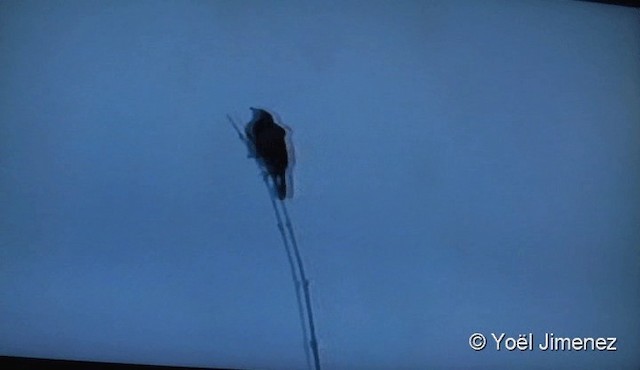 Yellow-rumped Marshbird - ML201122461