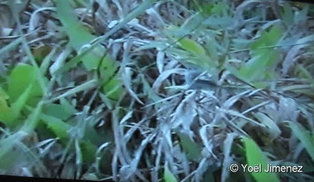 Sooty Tyrannulet - ML201122471