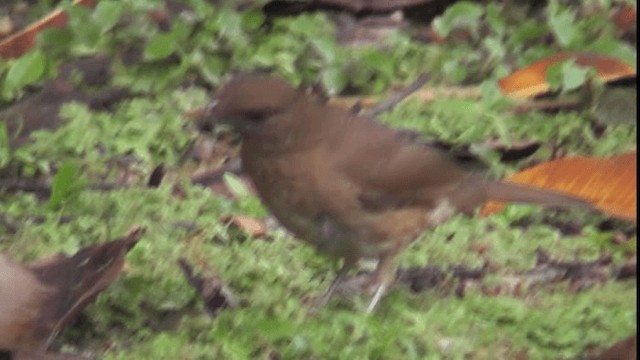 Clay-colored Thrush - ML201122501