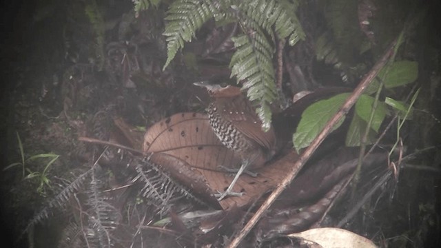 Black-crowned Antpitta - ML201122551