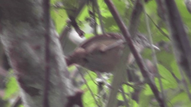 Checker-throated Stipplethroat - ML201122651