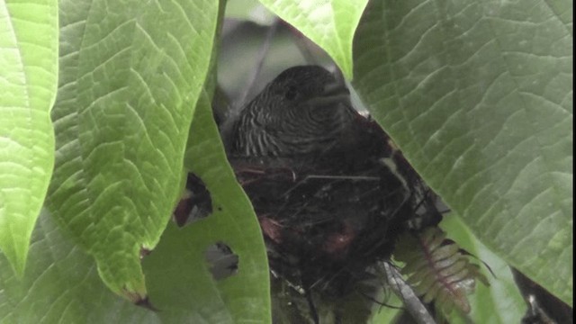 Fasciated Antshrike - ML201122741