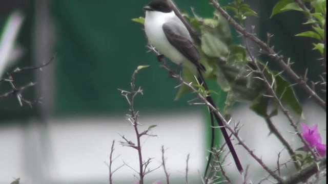 Fork-tailed Flycatcher - ML201122751