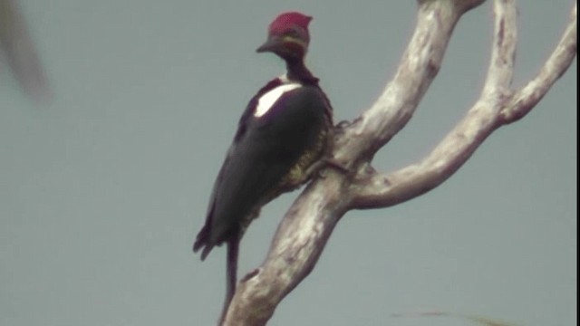 Lineated Woodpecker (Lineated) - ML201122941