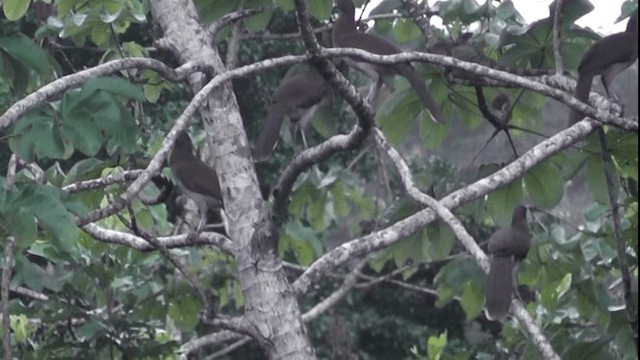 Gray-headed Chachalaca - ML201122951