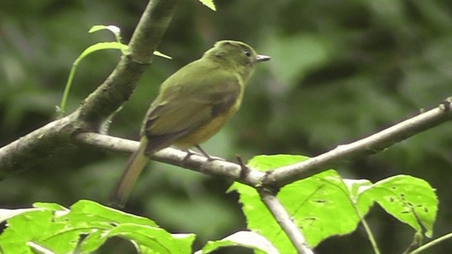 Ochre-bellied Flycatcher - ML201122991