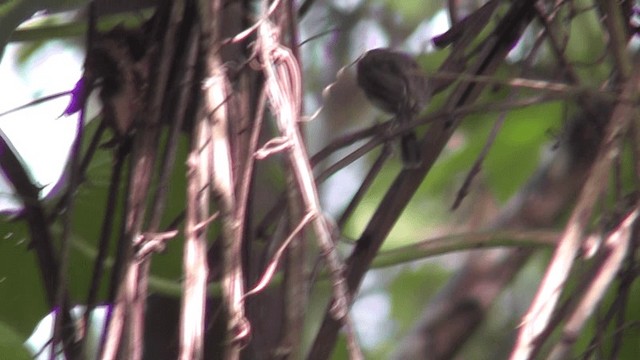 Long-billed Gnatwren - ML201123011