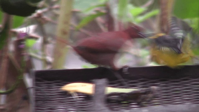 Red-crowned Ant-Tanager - ML201123081