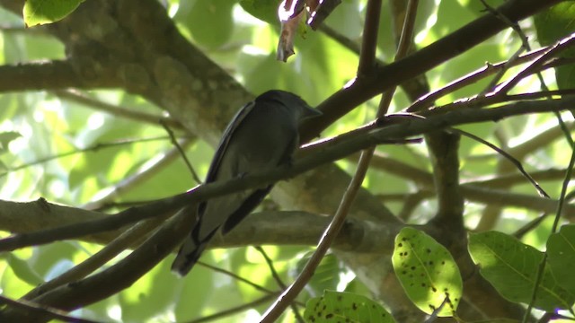 White-winged Becard - ML201123201