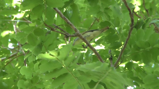 White-winged Becard - ML201123211