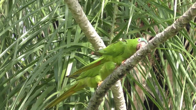 Blue-crowned Parakeet - ML201123261