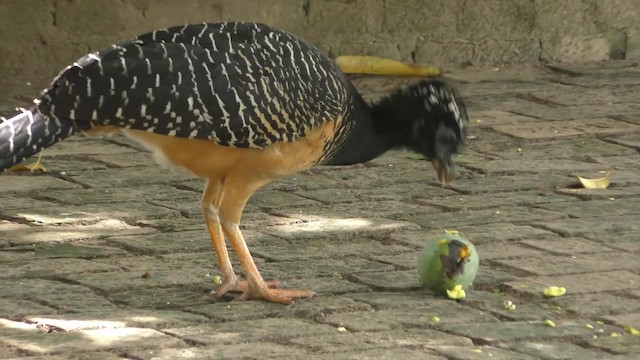 Bare-faced Curassow (Bare-faced) - ML201123291