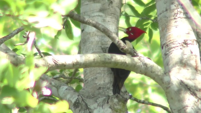 Cream-backed Woodpecker - ML201123351